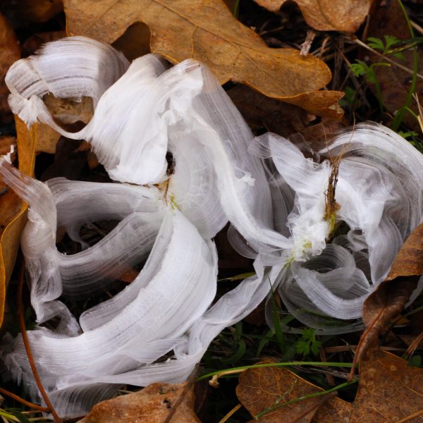 frostweed ribbons