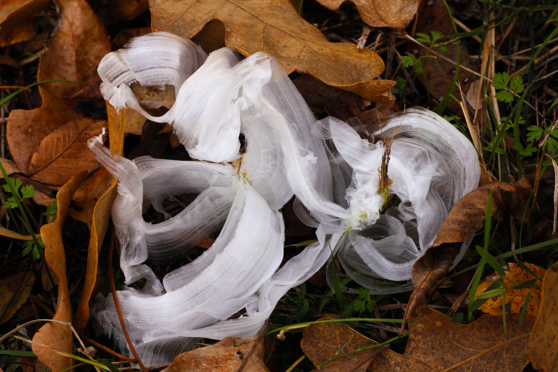 frostweed ribbons