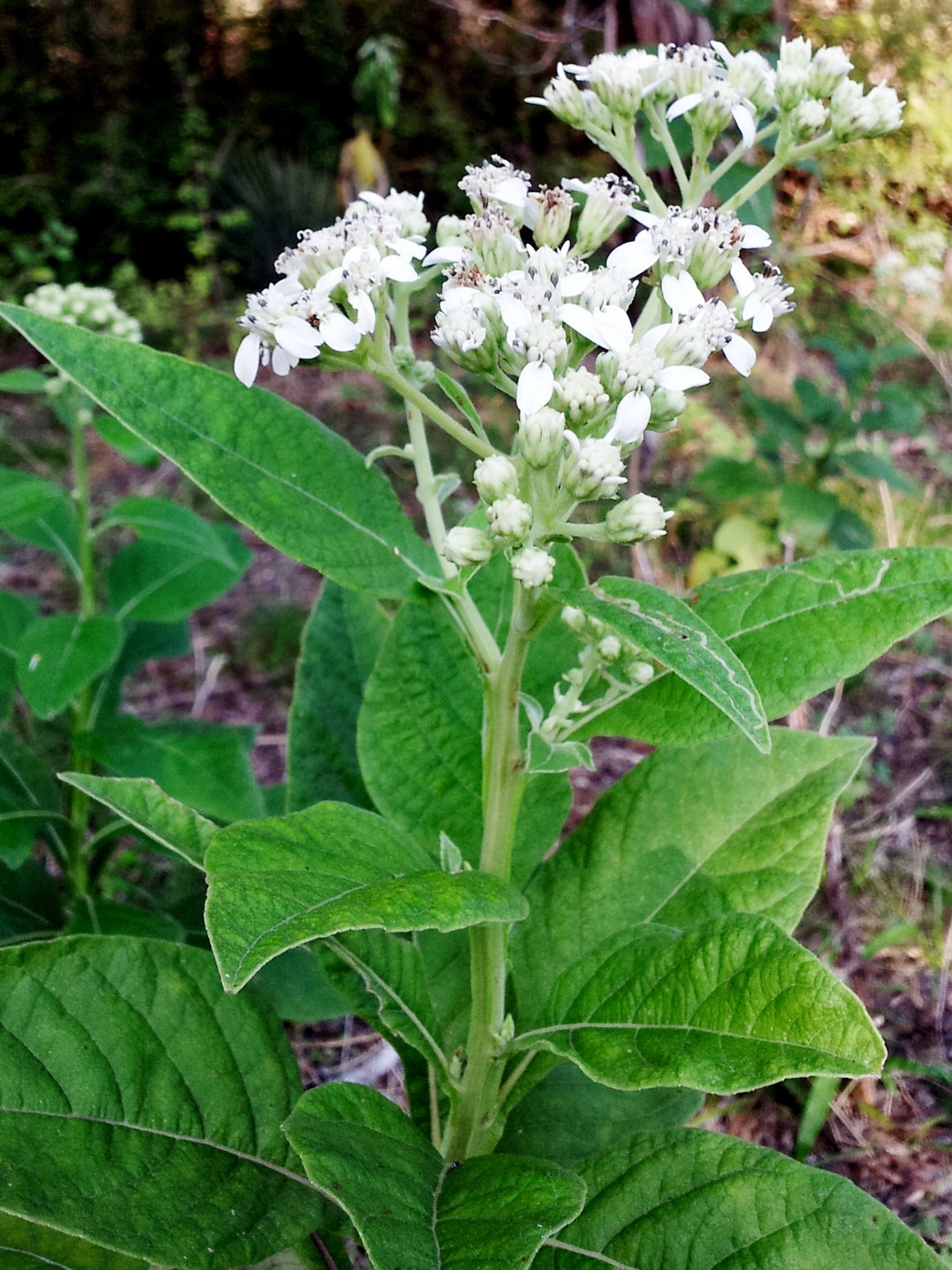 frostweed