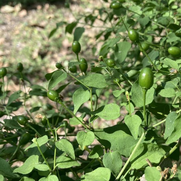 Chile pequin leaves and fruits.