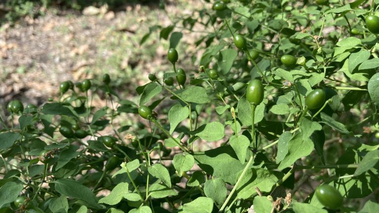 Chile pequin leaves and fruits.