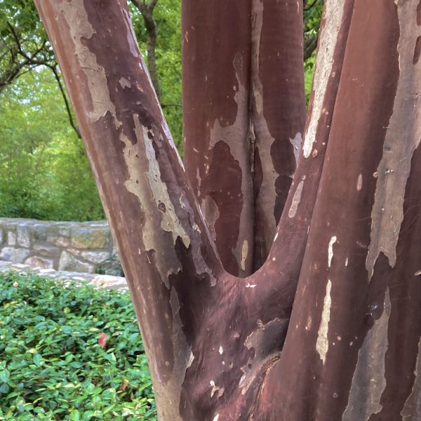 Red peeling bark on a Natchez crape-myrtle.