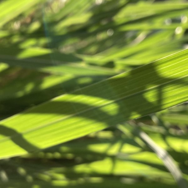 Gamma grass leaves.