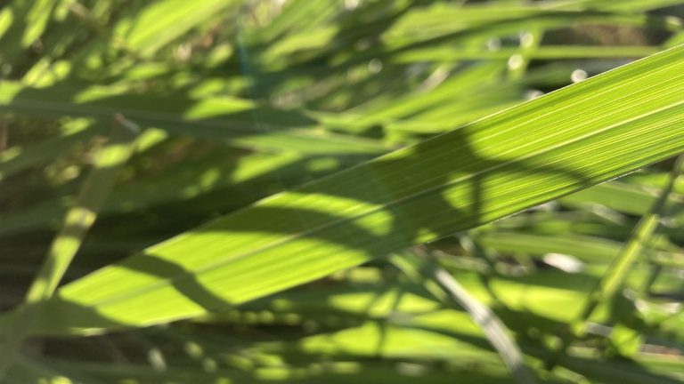 Gamma grass leaves.