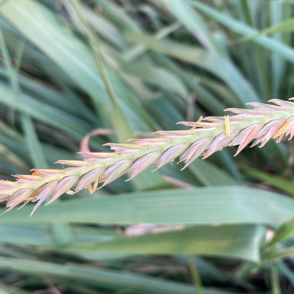 Gamma grass leaves with seedhead.