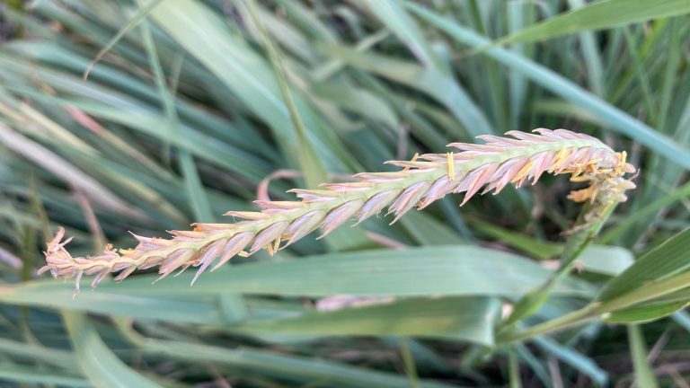Gamma grass leaves with seedhead.