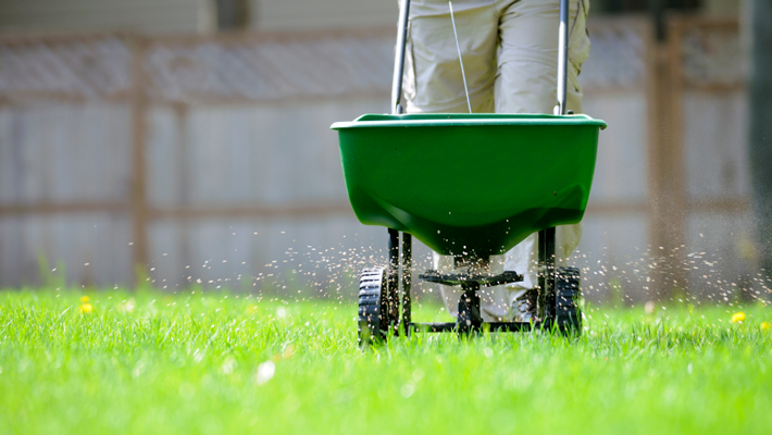 fertilizing lawn