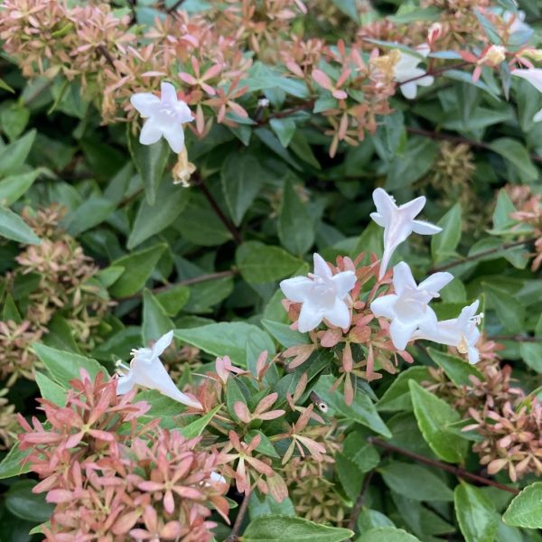 Glossy abelia leaves and flowers.