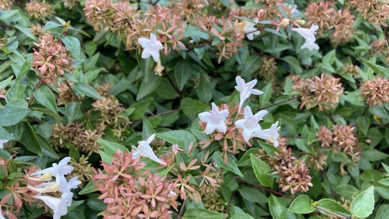 Glossy abelia leaves and flowers.