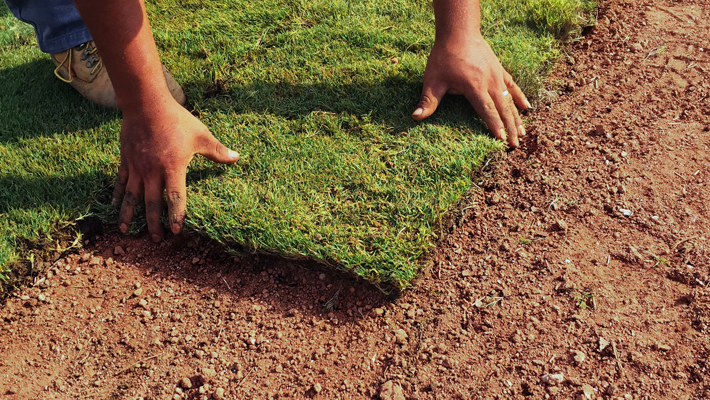 planting sod