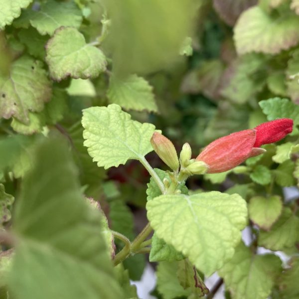 Mountain sage leaves and flowers.