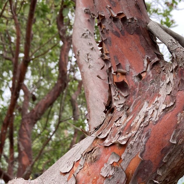 texas-madrone-detail-1920x1080-img_2824