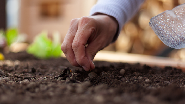 woman sowing a seed