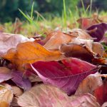 fallen leaves close-up