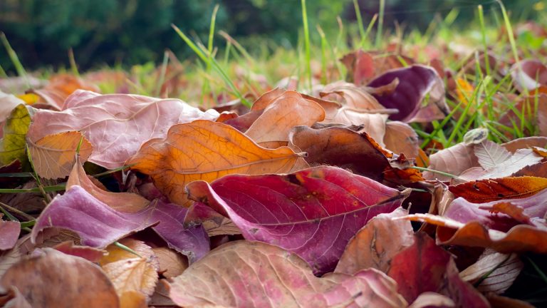 fallen leaves close-up
