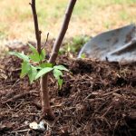 tree planting