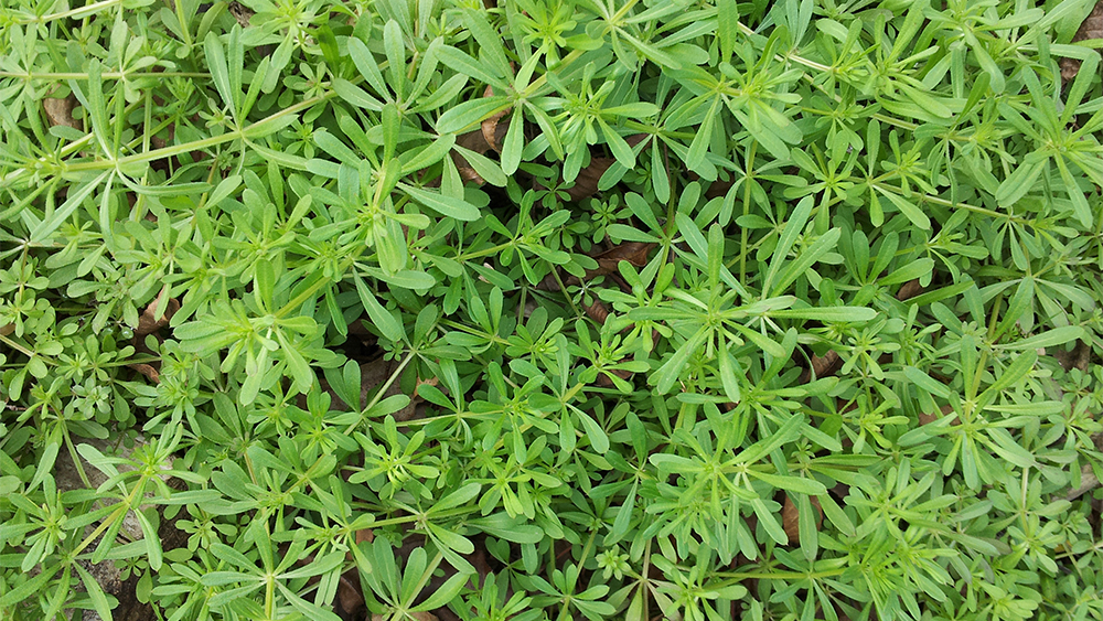 bedstraw
