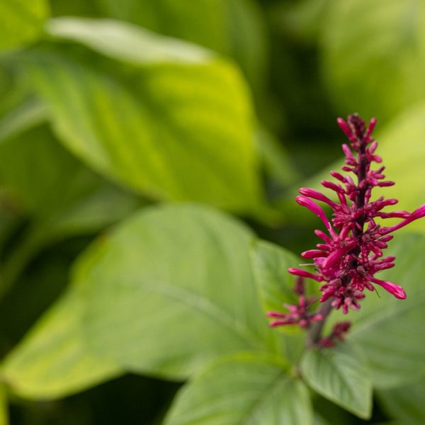 Firespike leaves and flowers.