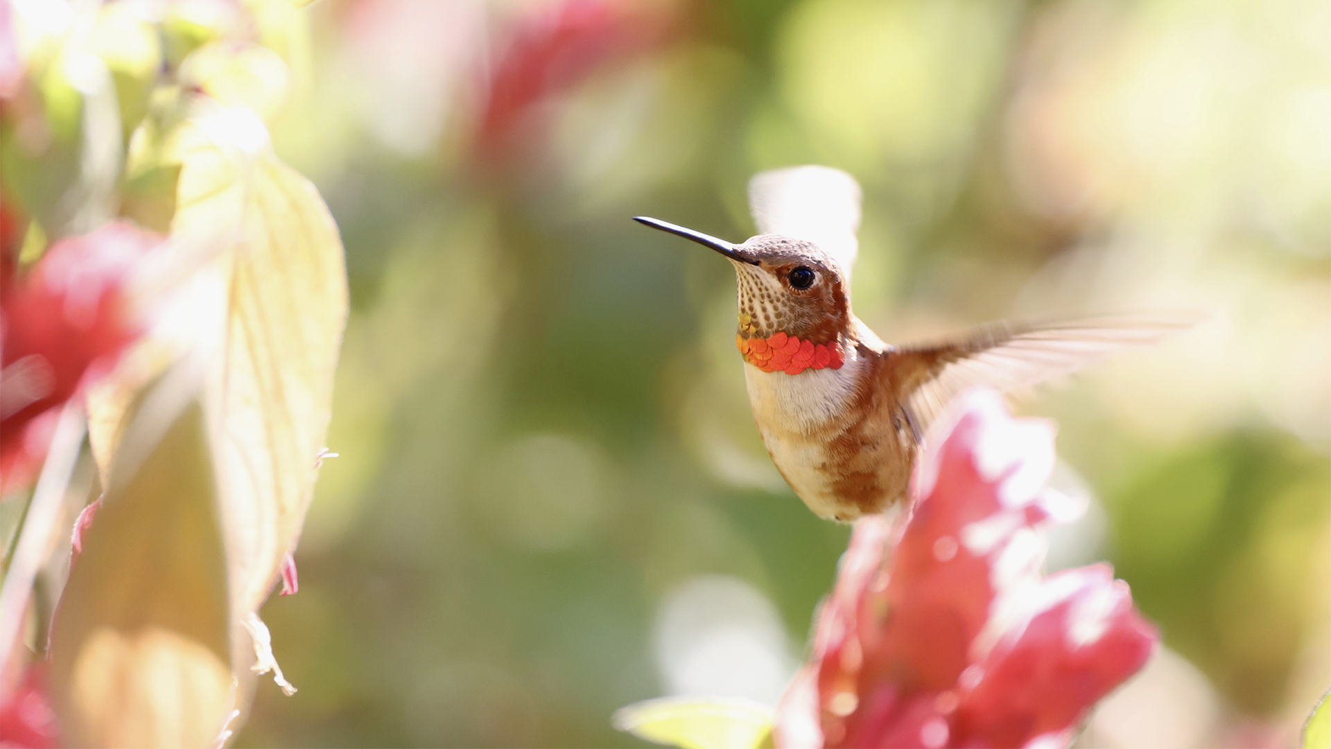 Have A Hummingbird Garden In Winter Garden Style San Antonio