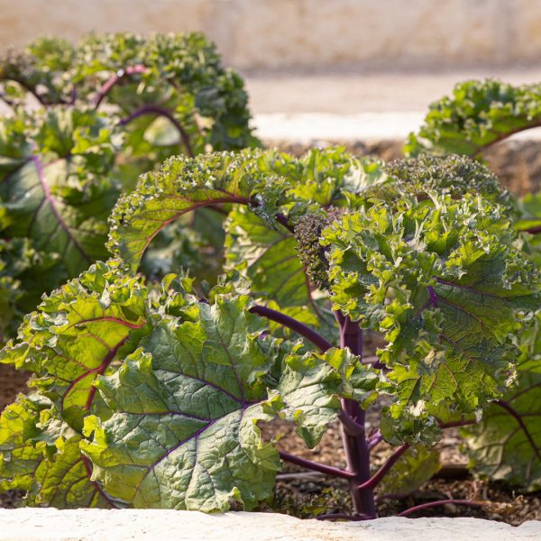 Kale leaves.