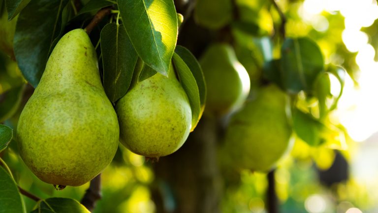 pear tree