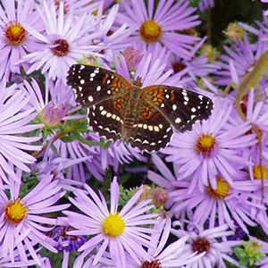fall aster