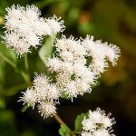 greggs mistflower