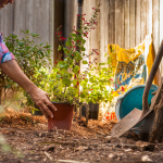 prepping garden landscape