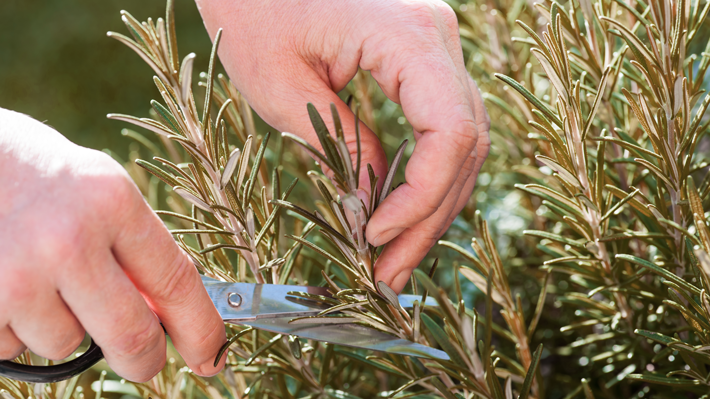 trimming browned rosemary