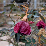 wilted roses close-up