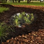 Rain garden with reflection of trees overhead