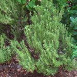 rosemary