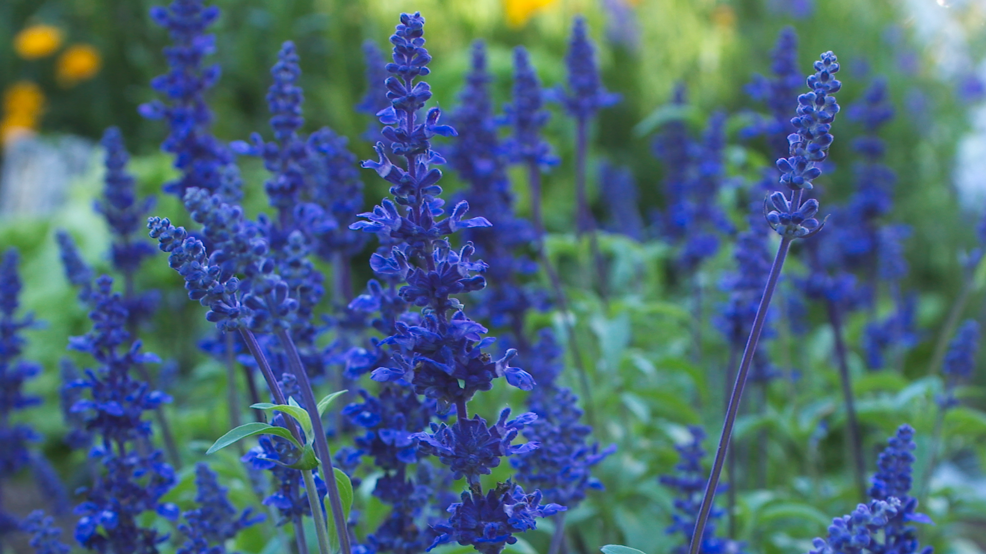 Mealy blue sage flowers.