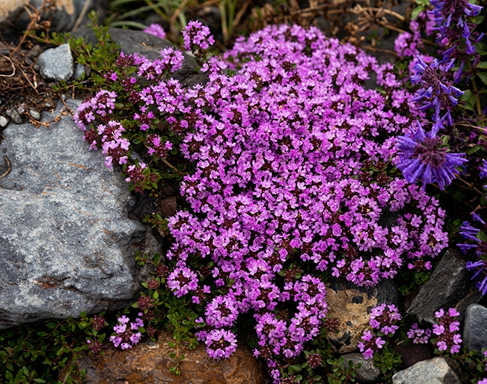 creeping thyme