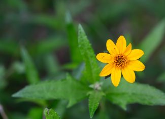 These happy yellow wildflowers bloom year-round