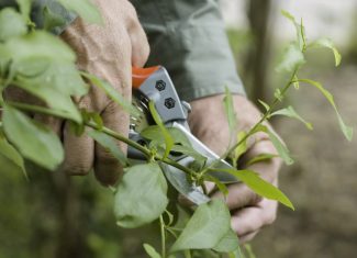 Pruning is spring cleaning for your perennials