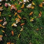 leaves on grass