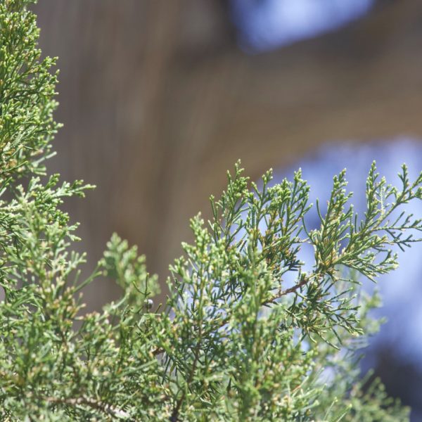 Image of fresh juniper leaves.