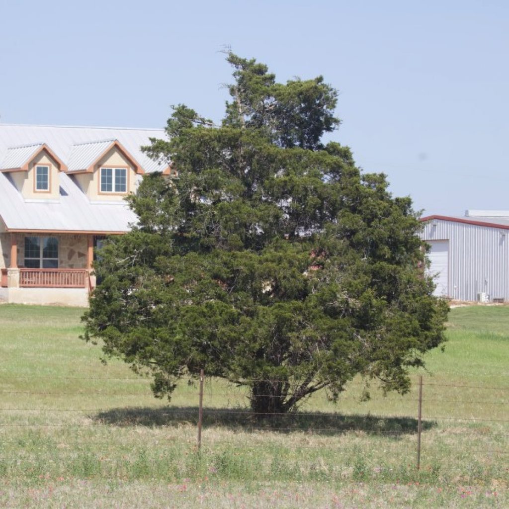 Image of Eastern Red Cedar near Stockdale, TX