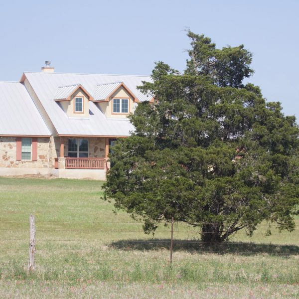 Eastern red cedar in Wilson County, TX