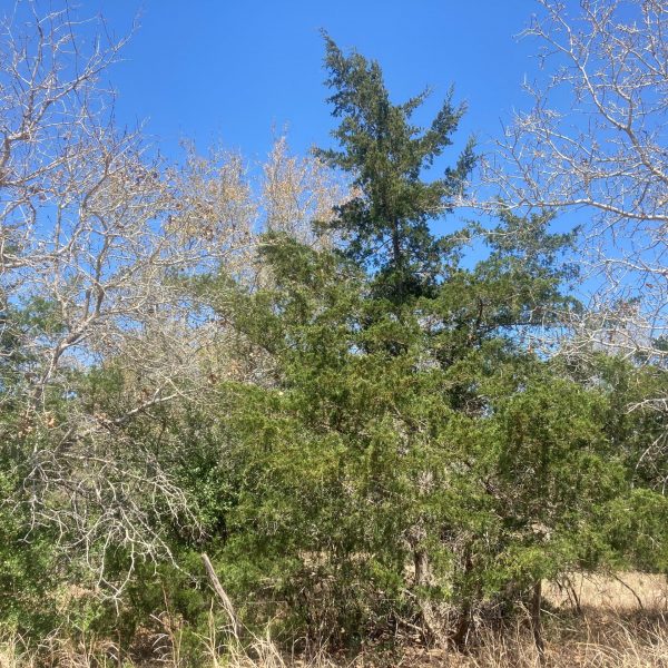 Wild red cedars near Goliad, TX in winter.