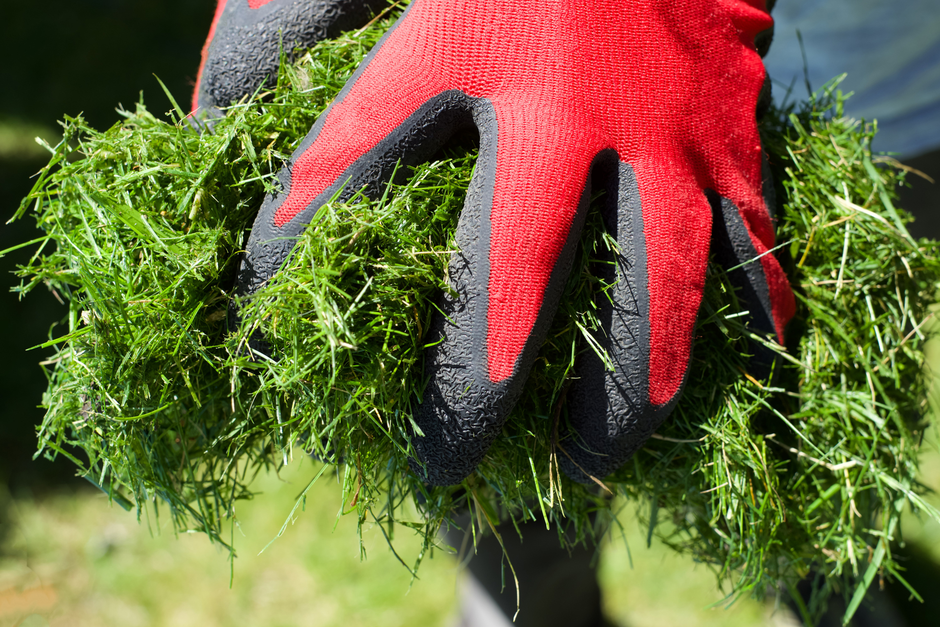 glove holding grass clippings