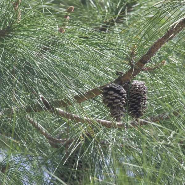 Image of loblolly pine leaves with pine cones
