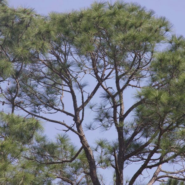 loblolly-pinus-taeda-form-2
