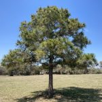Loblolly pine in Goliad, TX