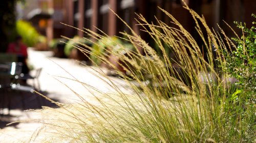 Water-efficient ornamental grass sways in front of shops.