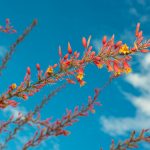 Red Yucca