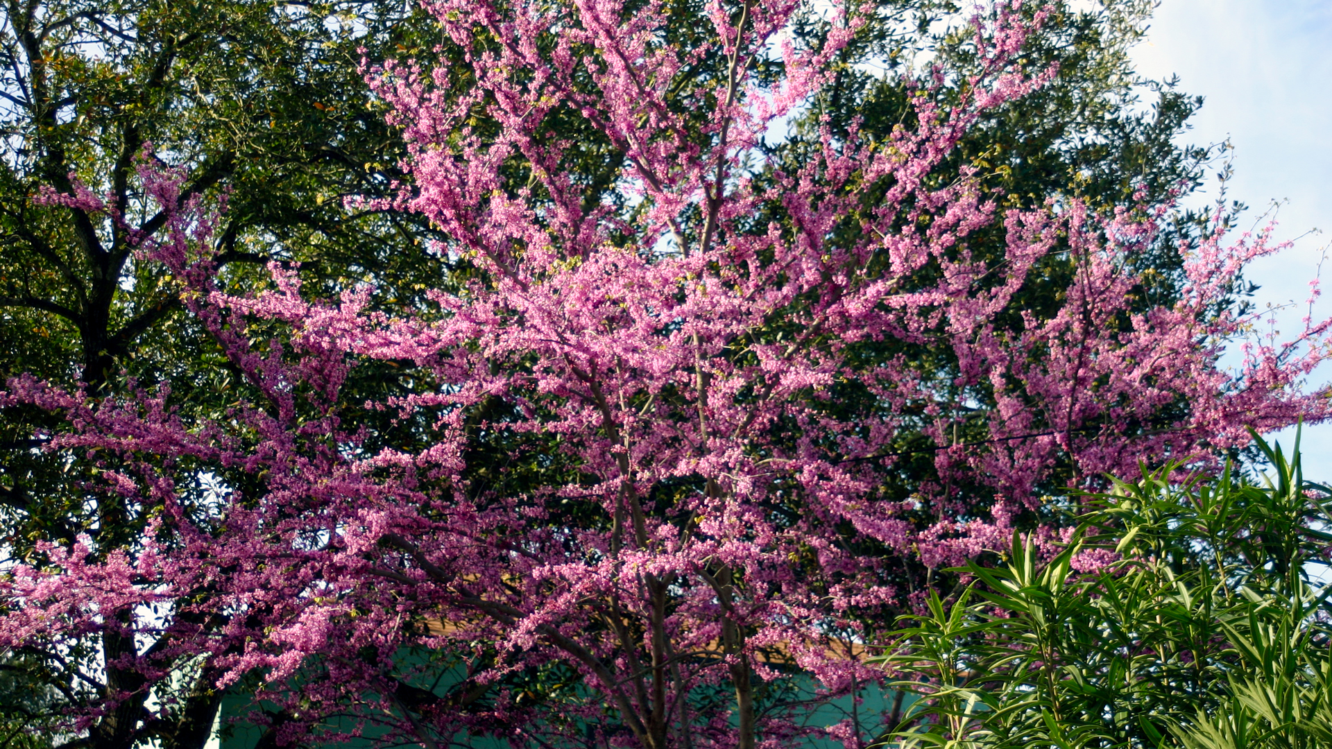 Mexican redbud flowers.