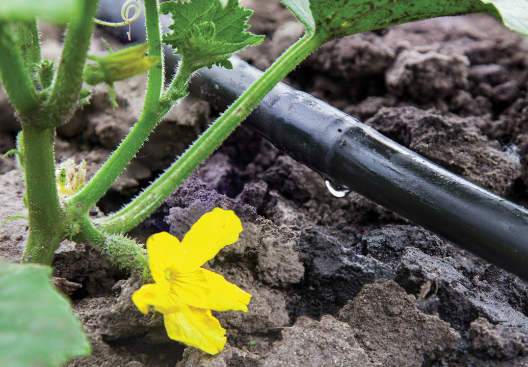 drip irrigation