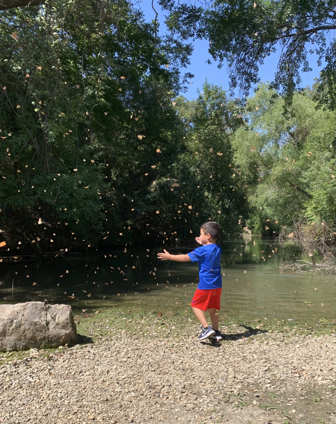 butterflies with child